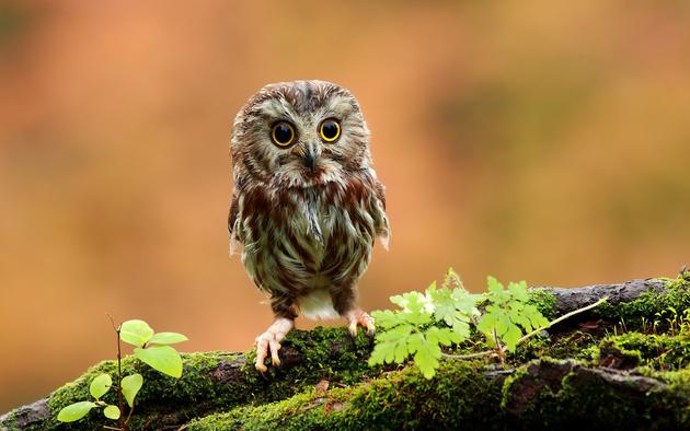Daily Wallpaper Baby Owl I Like To Waste My Time