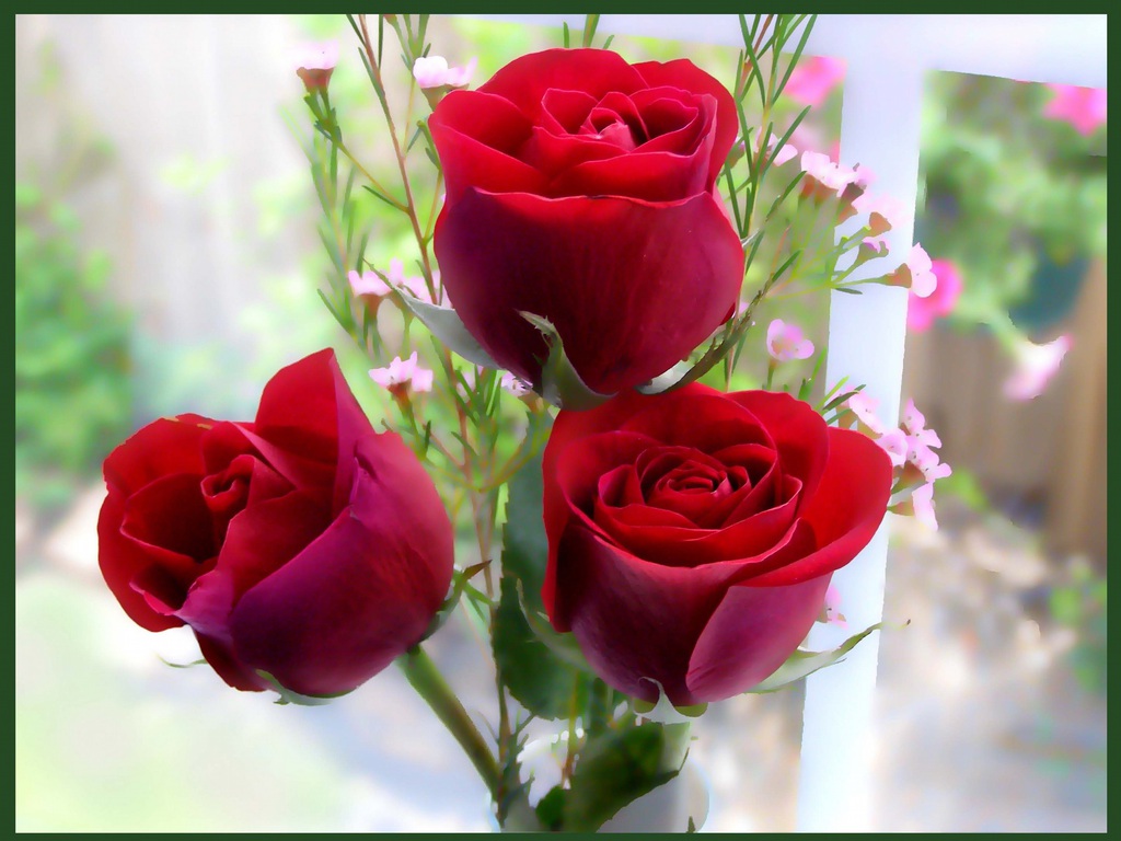 Free download Wedding Red Rose Flower Wallpapers Love Roses Pictures Urdu  [1024x768] for your Desktop, Mobile & Tablet | Explore 76+ Wallpaper Flower  Rose Love | Red Rose Flower Background, Rose Flower