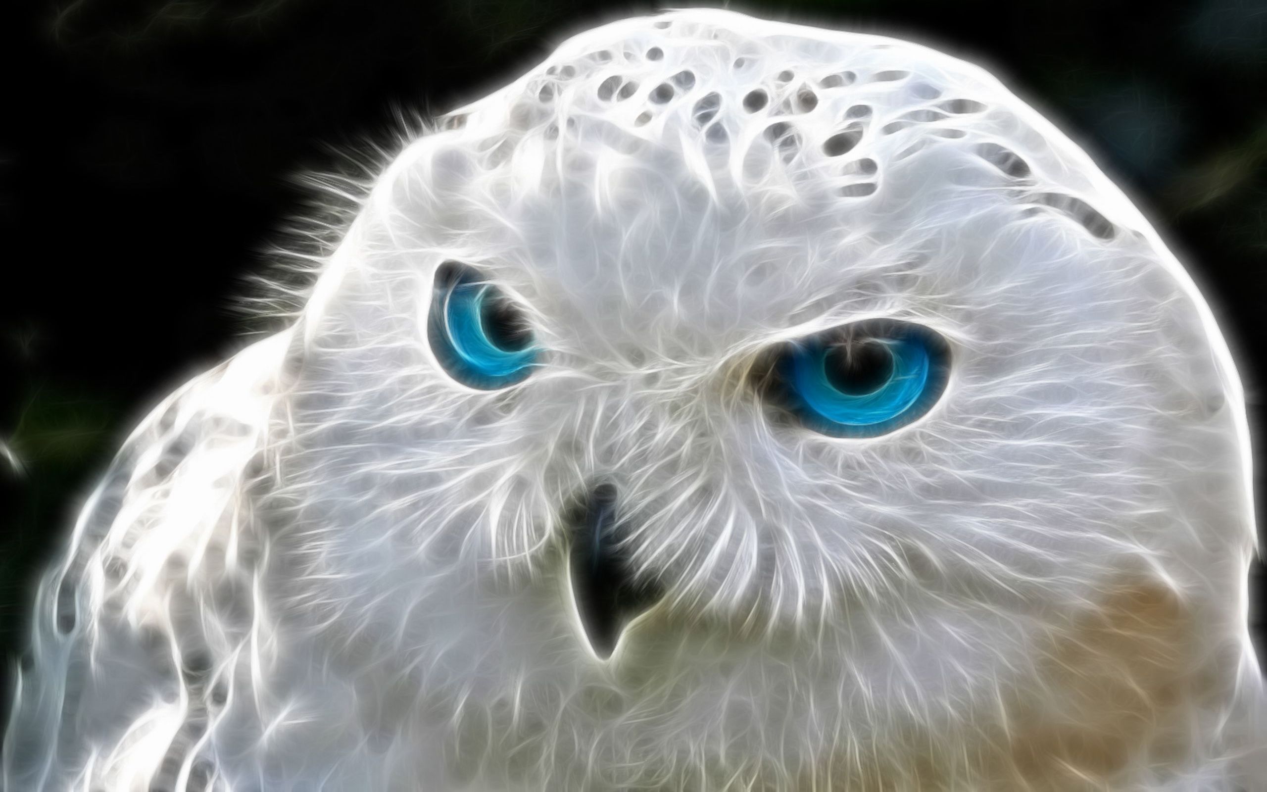Snowy Owl Computer Wallpapers Desktop Backgrounds 2560x1600 ID