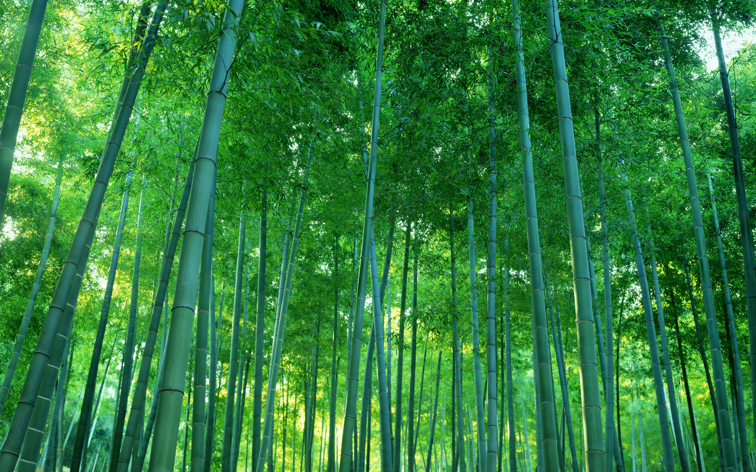 HD Bamboo Wallpaper