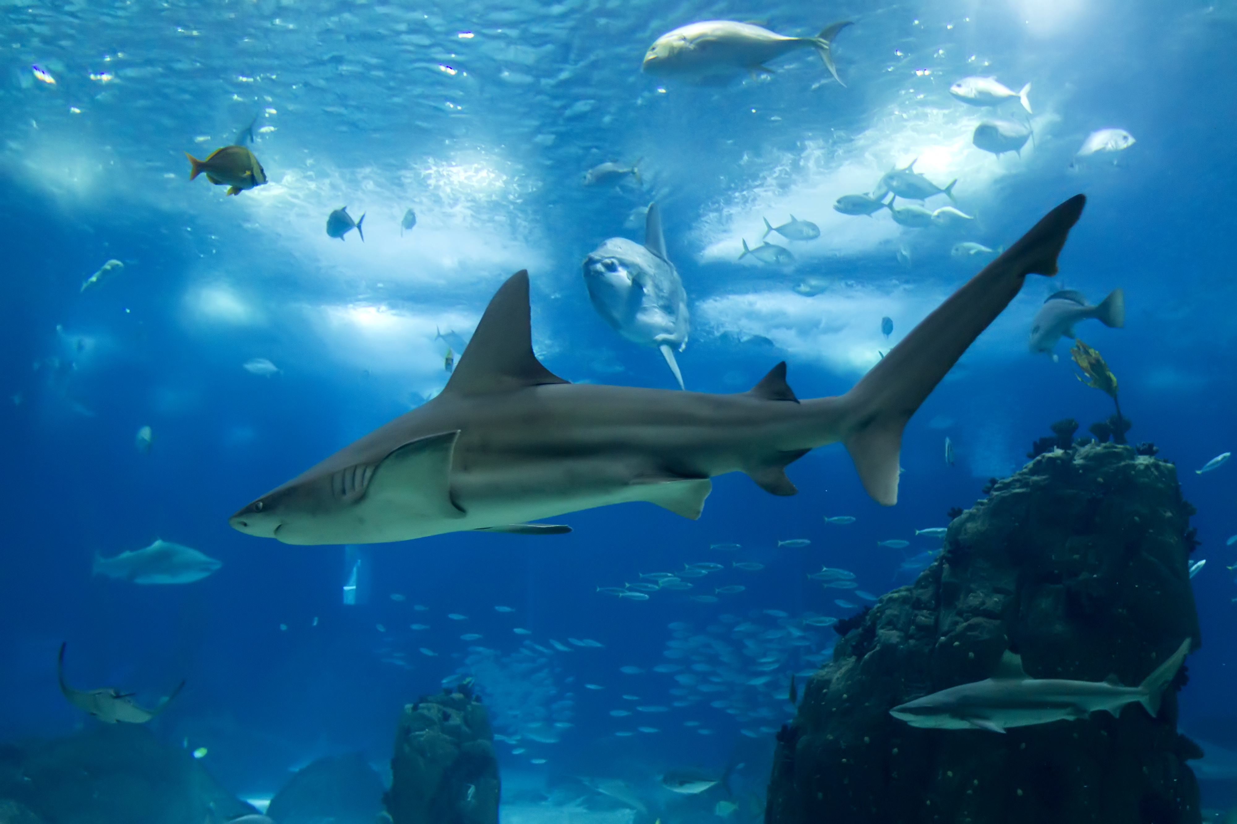 Sea Sharks Background Gallery Yopriceville High Quality