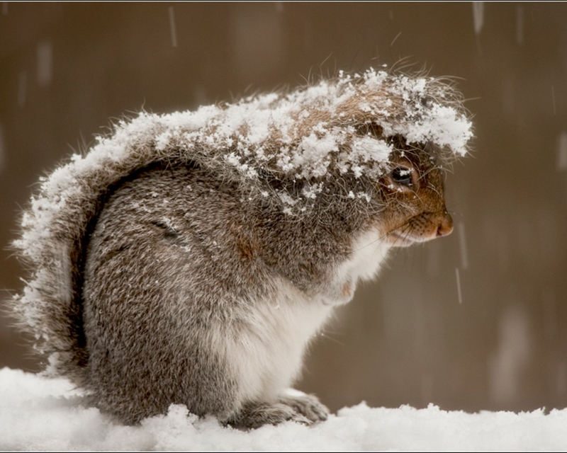 Winter Snow Animals Squirrels Wallpaper HD