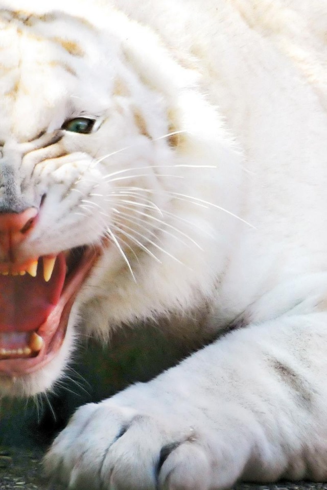 640x960 Angry white tiger Iphone 4 wallpaper
