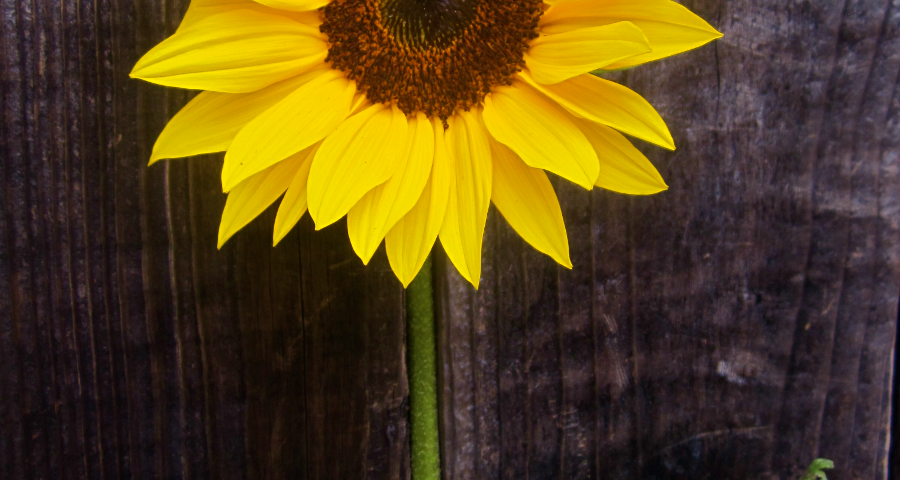 Sunflower Full Bloom Flower Farm