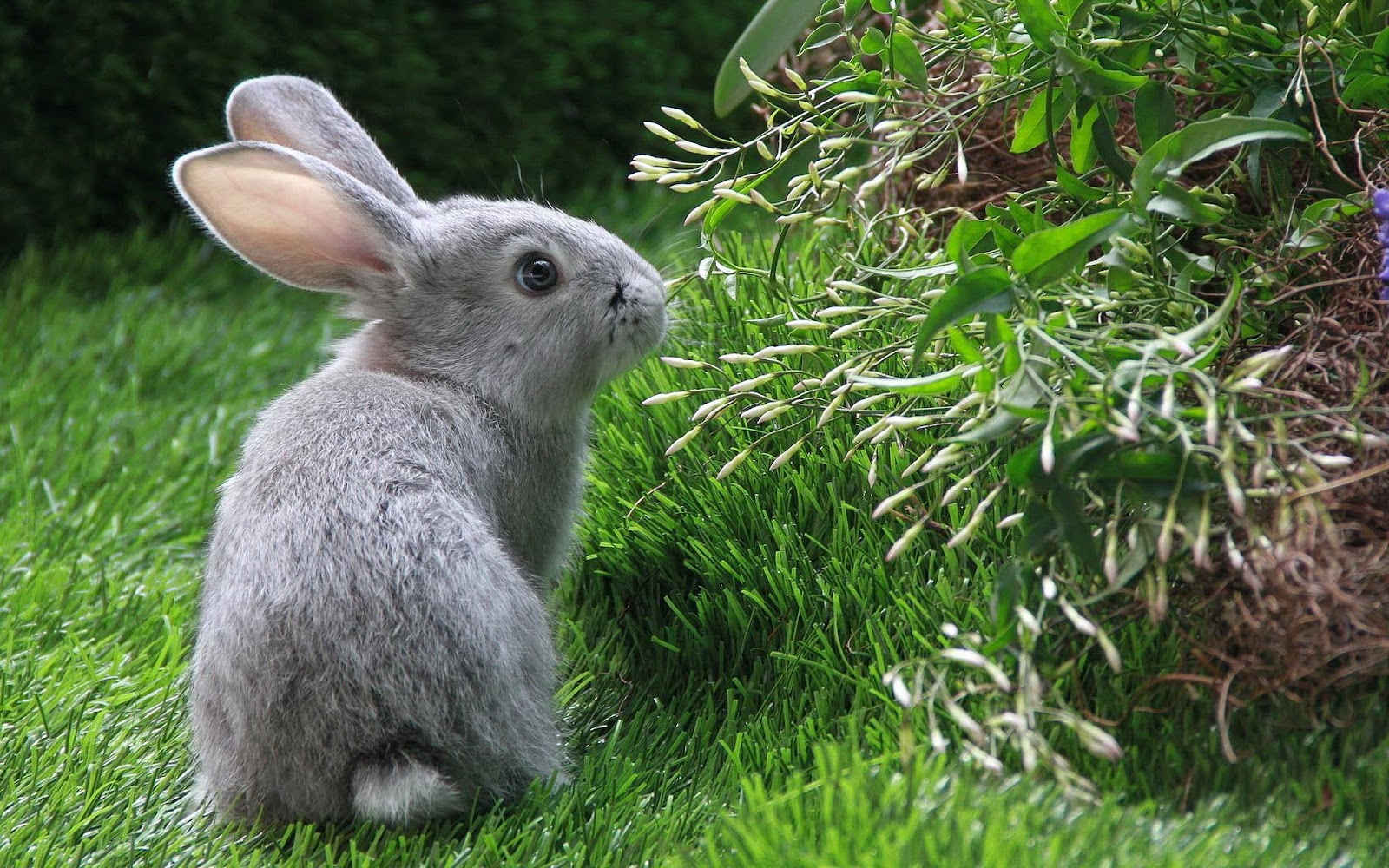  animal wallpaper of a gray rabbit in the backyard Rabbit wallpaper