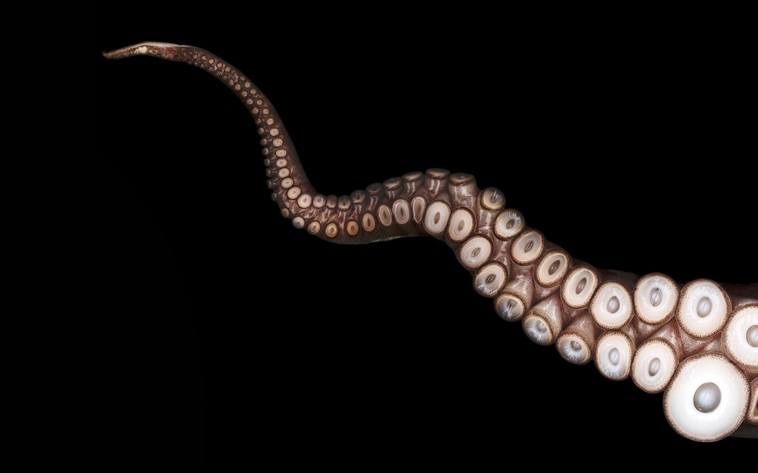 Terralonginqua Close Up Tentacles Octopus Black Wallpaper