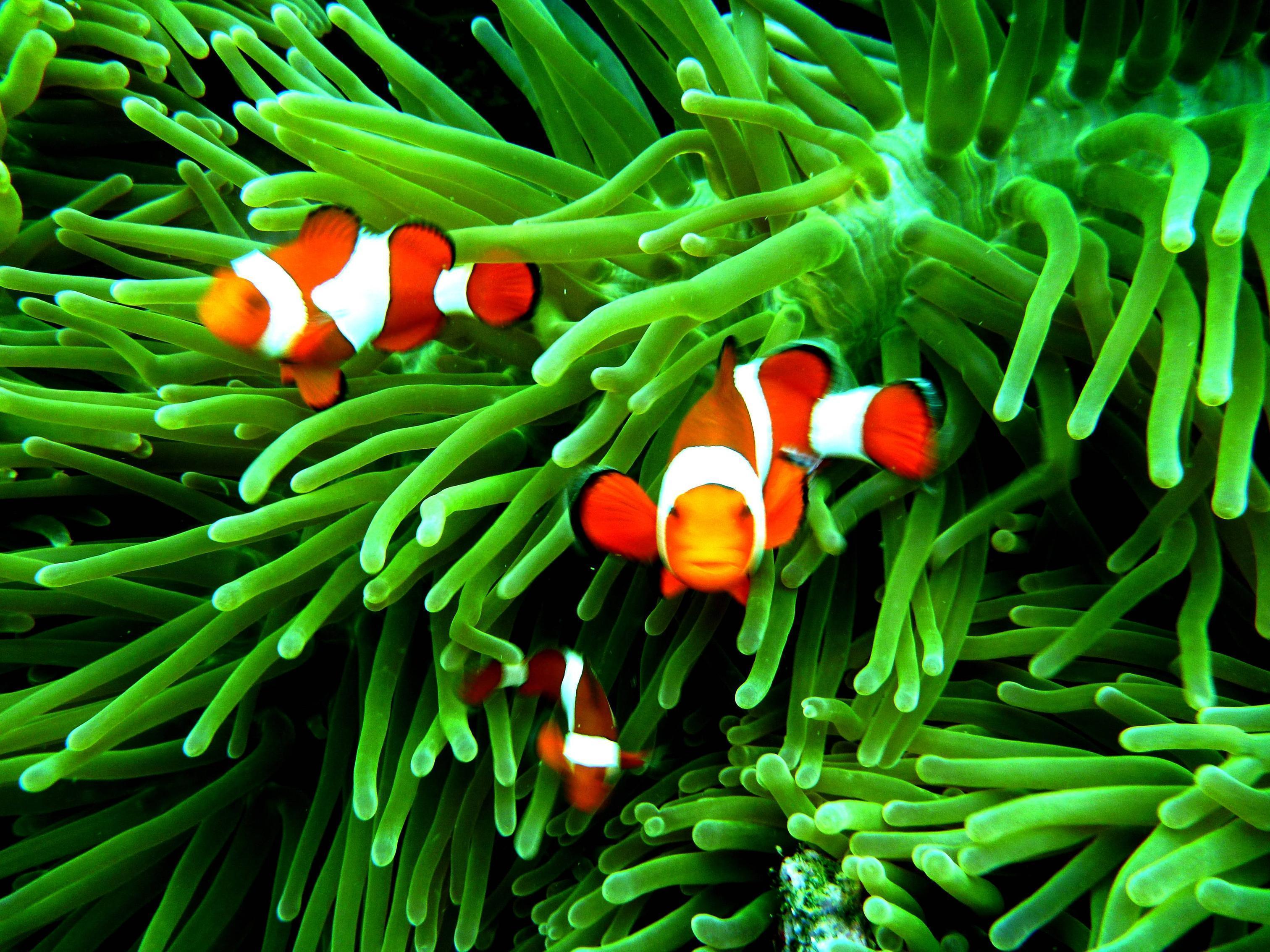 Clownfish Background