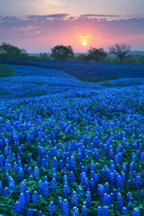 Bluebons Background Wallpaper Texas