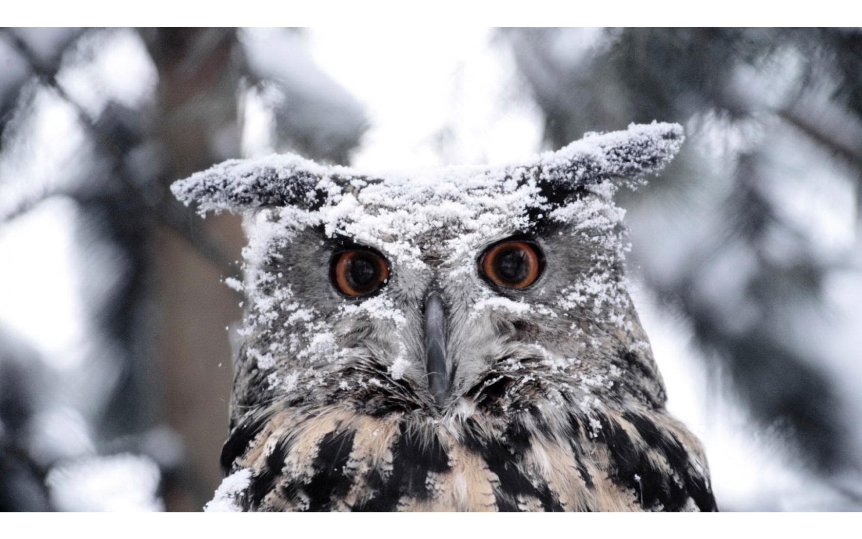 Snowy Owl   1680x1050   509235
