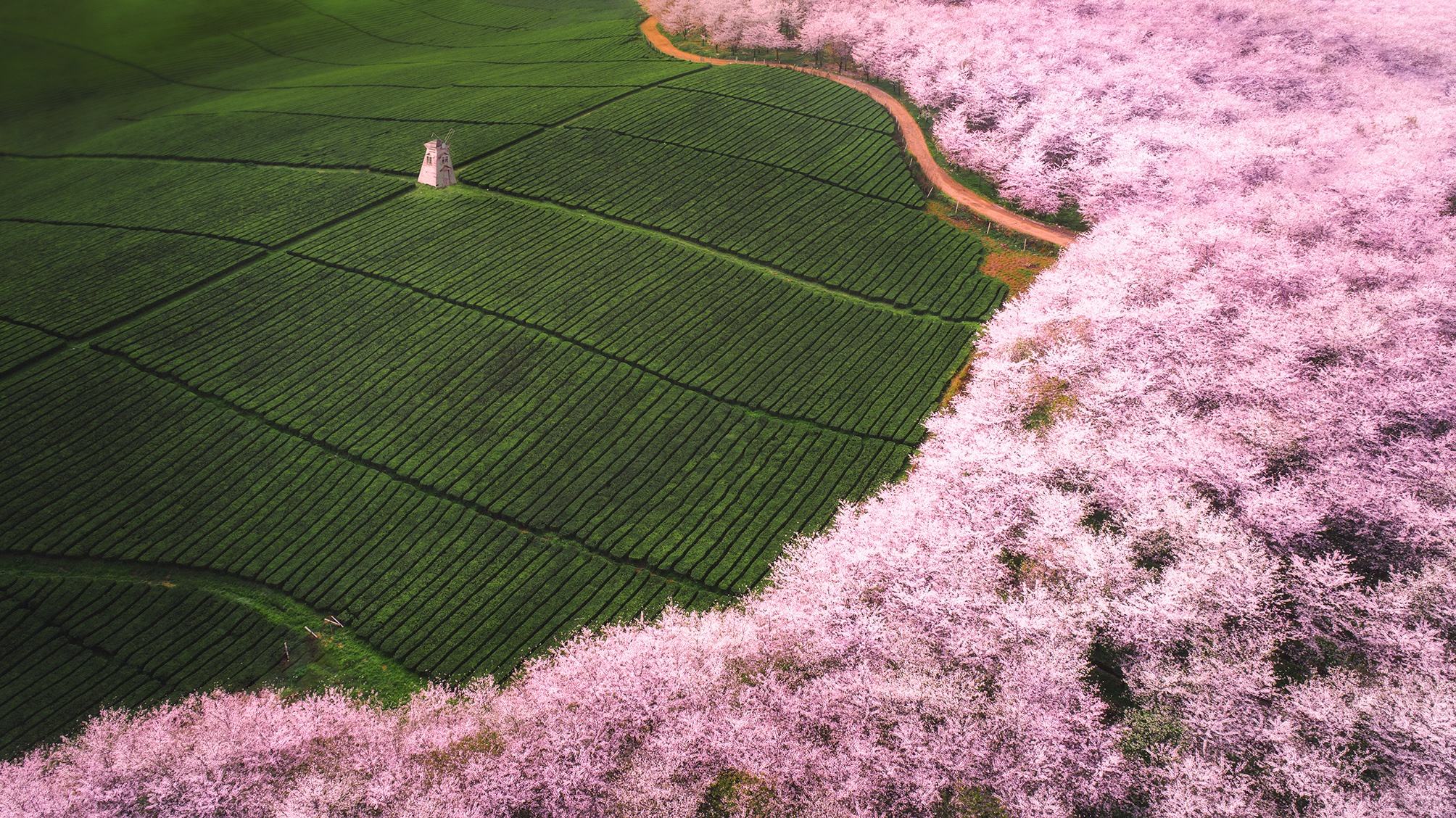 Tea Garden Wallpaper
