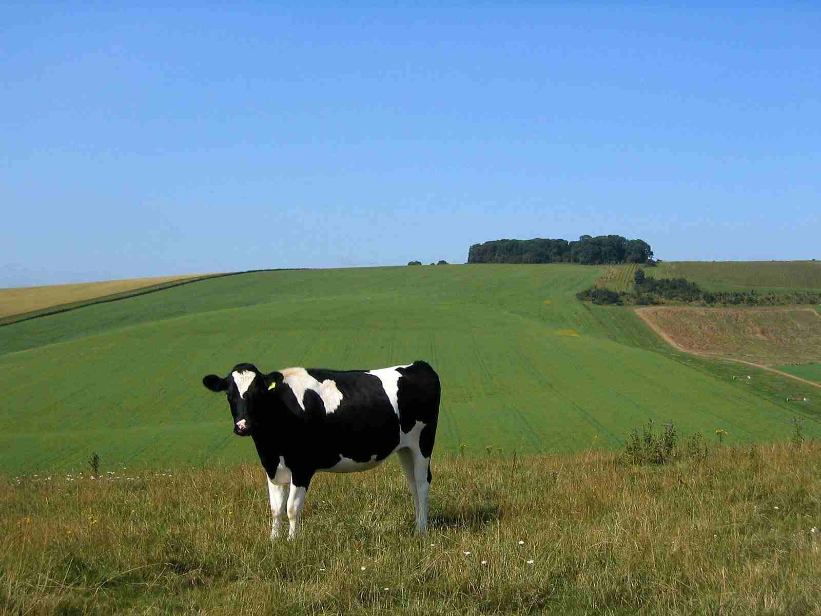 Cows Image Cow Wallpaper Photos