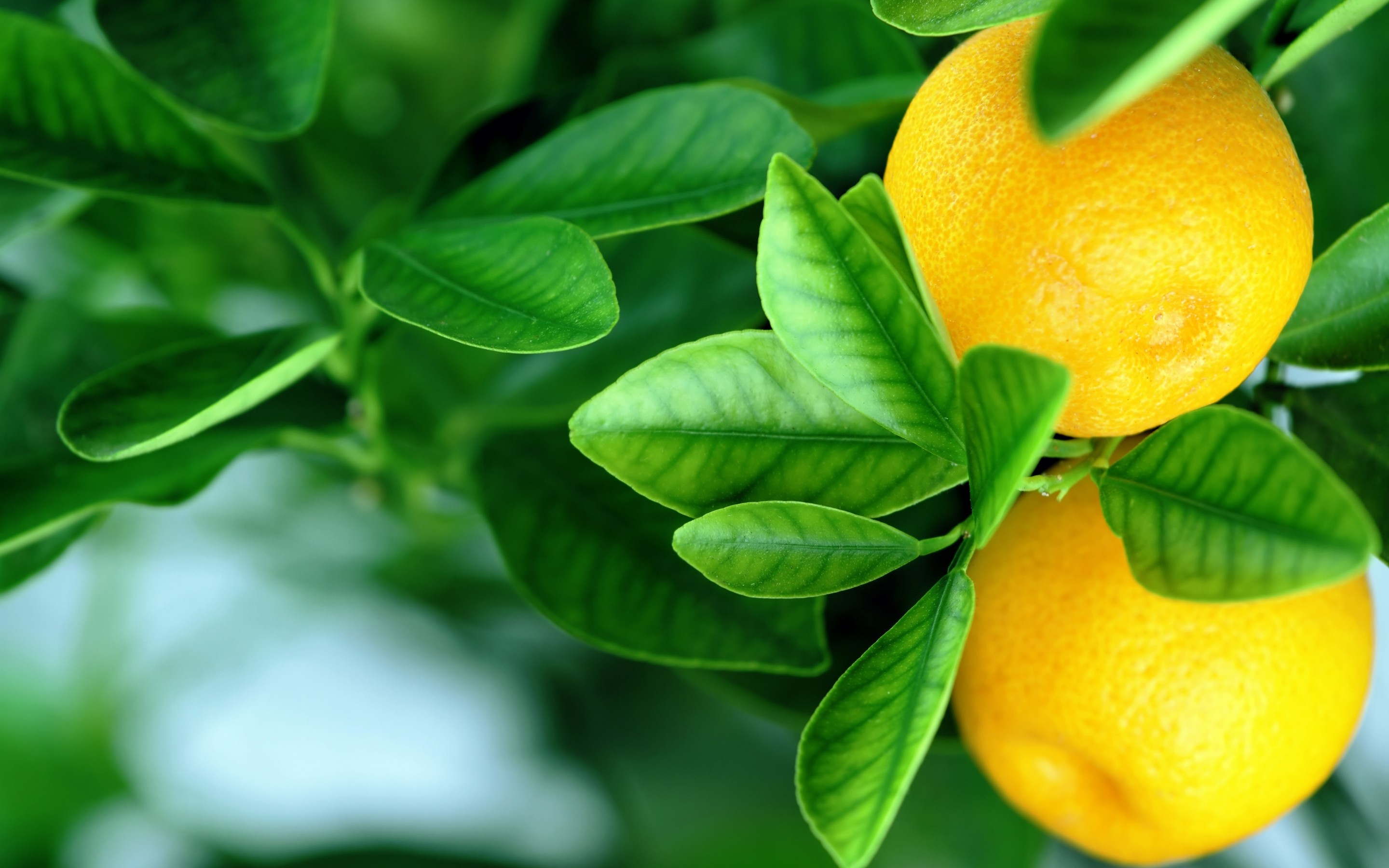 Wallpaper Lemon Citrus Fruits Leaves Tree Desktop
