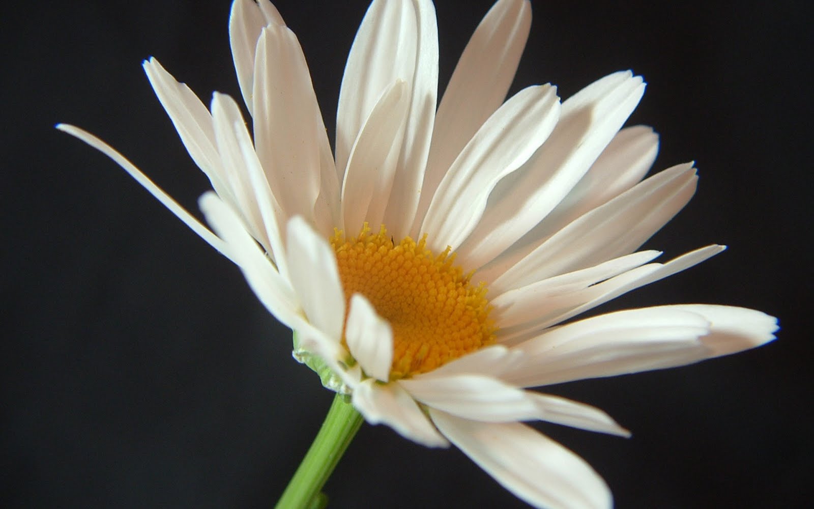 White Flowers Wallpaper