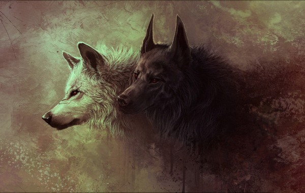 Wolves wallpapers   4K Ultra HD Wallpapers download now 600x380