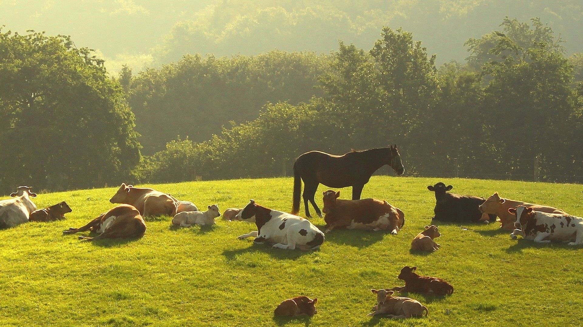 Farm Animals Wallpaper