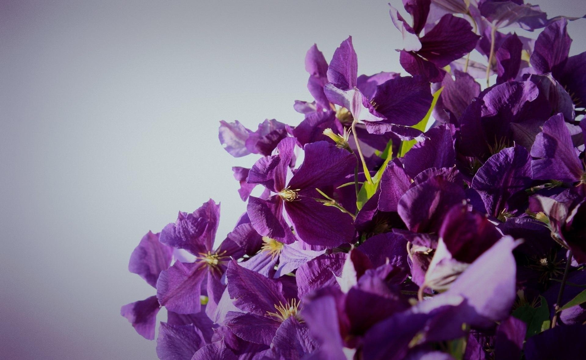 Wallpaper Clematis Flowering Purple White HD