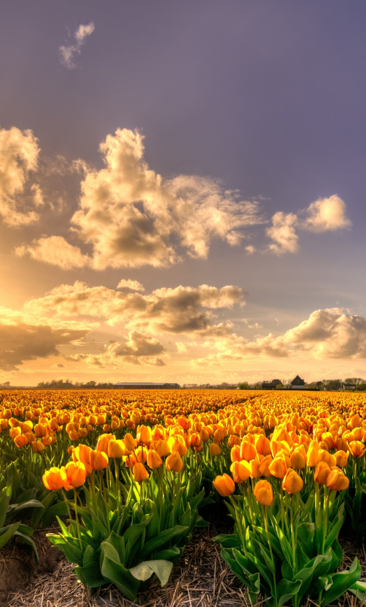 Download sunset nature tulip farm 1280x2120 wallpaper iphone 6