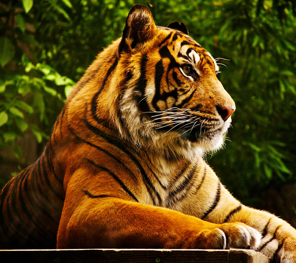 Tiger Tablet HD Wallpaper
