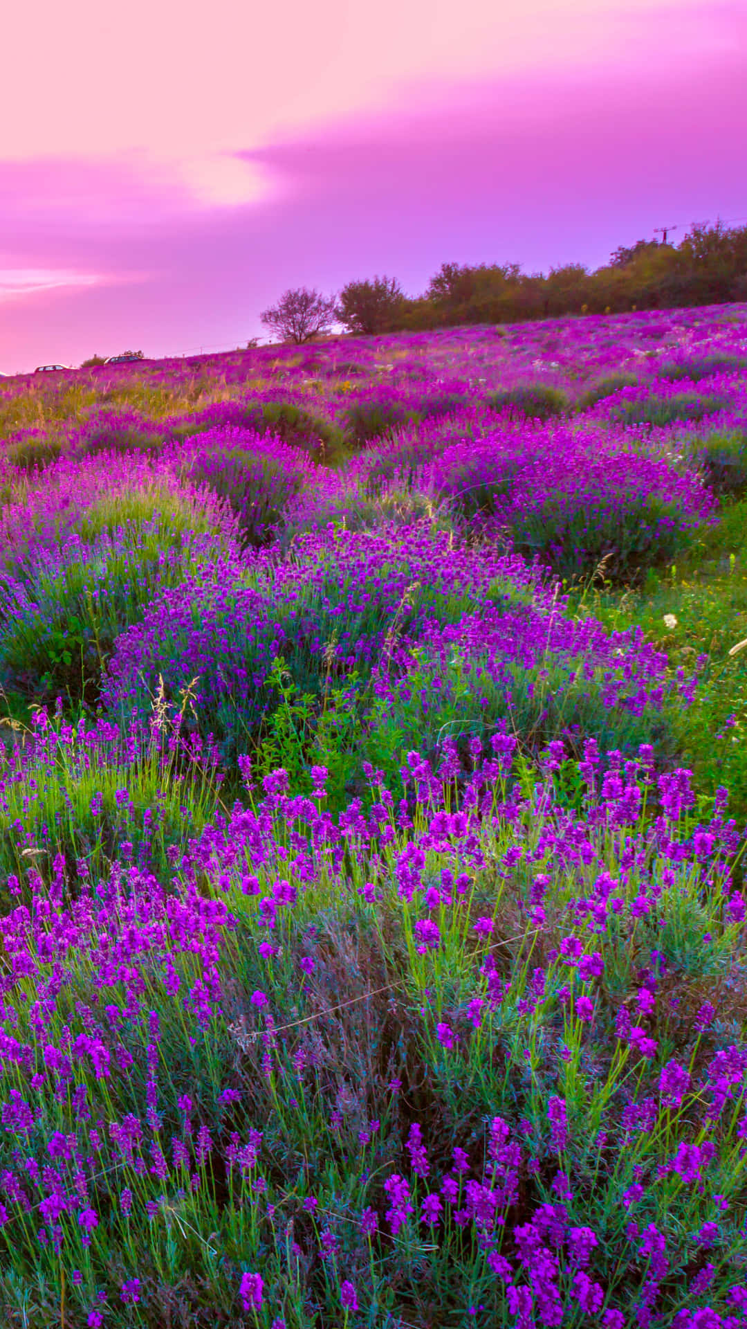 Lavender Fields Of Provence France Wallpaper