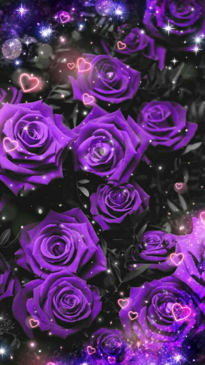 28+] Purple Rose iPhone Wallpapers - WallpaperSafari