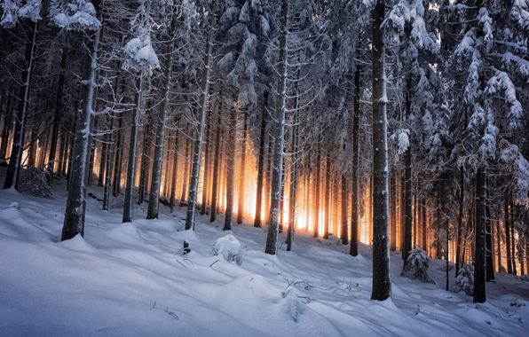 Wallpaper Black Forest Germany Winter Woods Nature