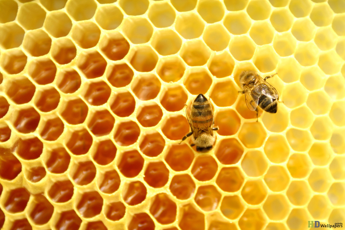 Wallpaperpoints Raw Honey Vegan HD Wallpaper
