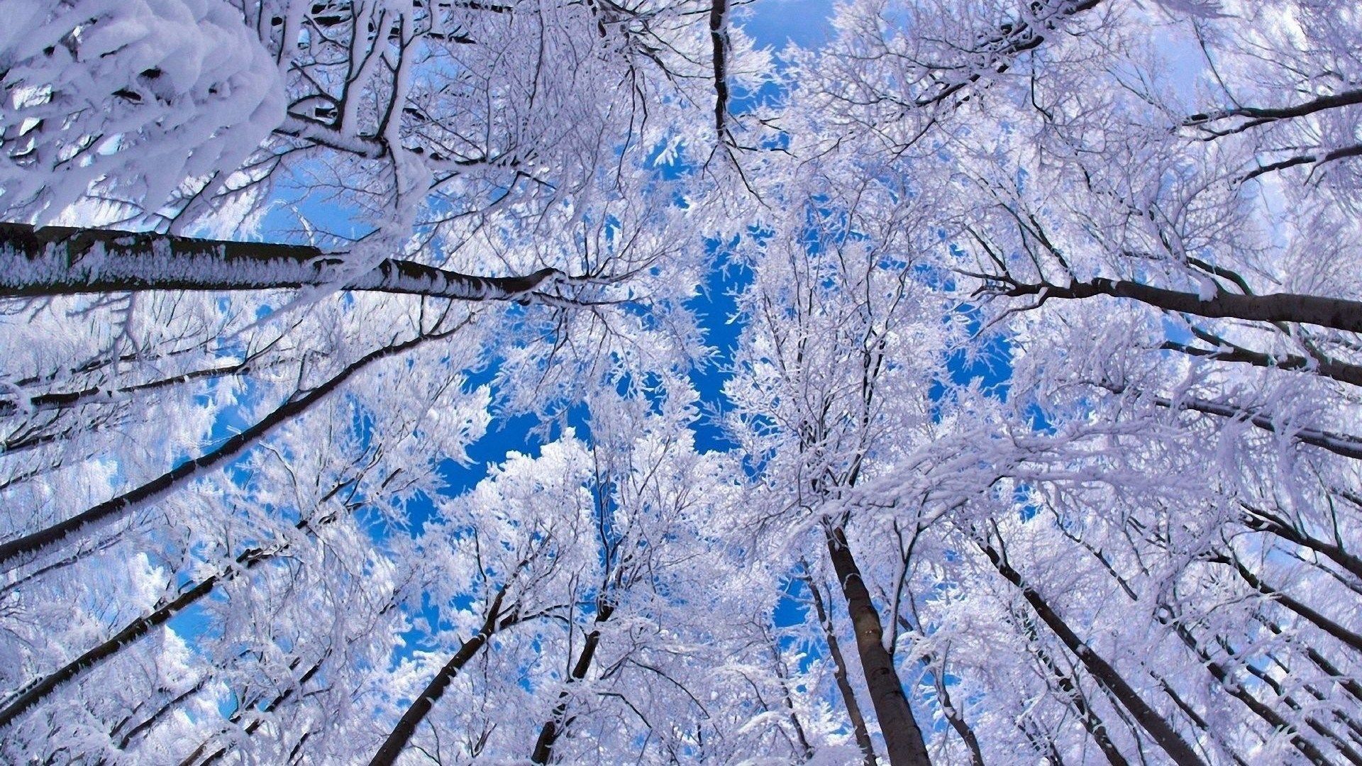 Winter Wallpaper Hq Snowy Trees