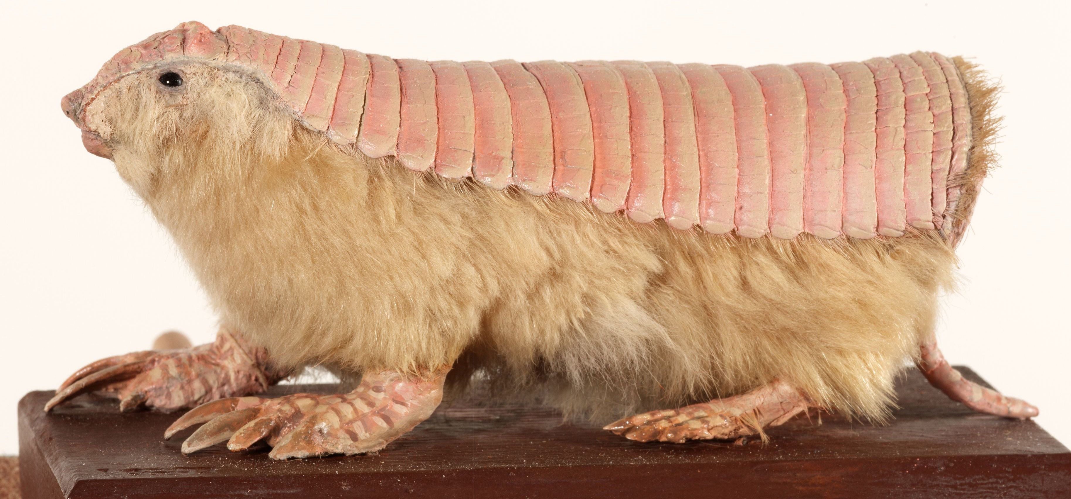 Mounted specimen by David F Schmidt of a pink fairy armadillo or