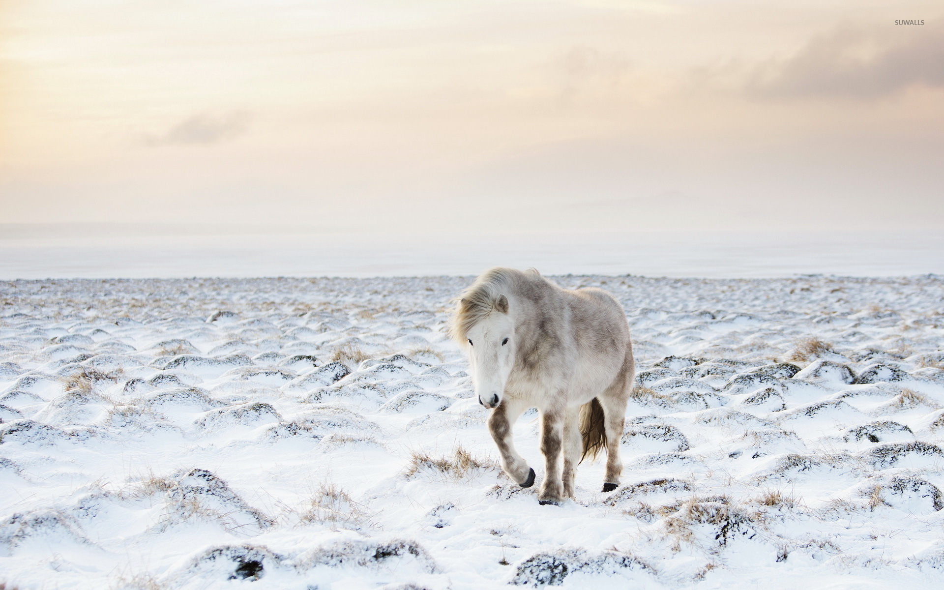 Horse In Winter Wallpaper Animal