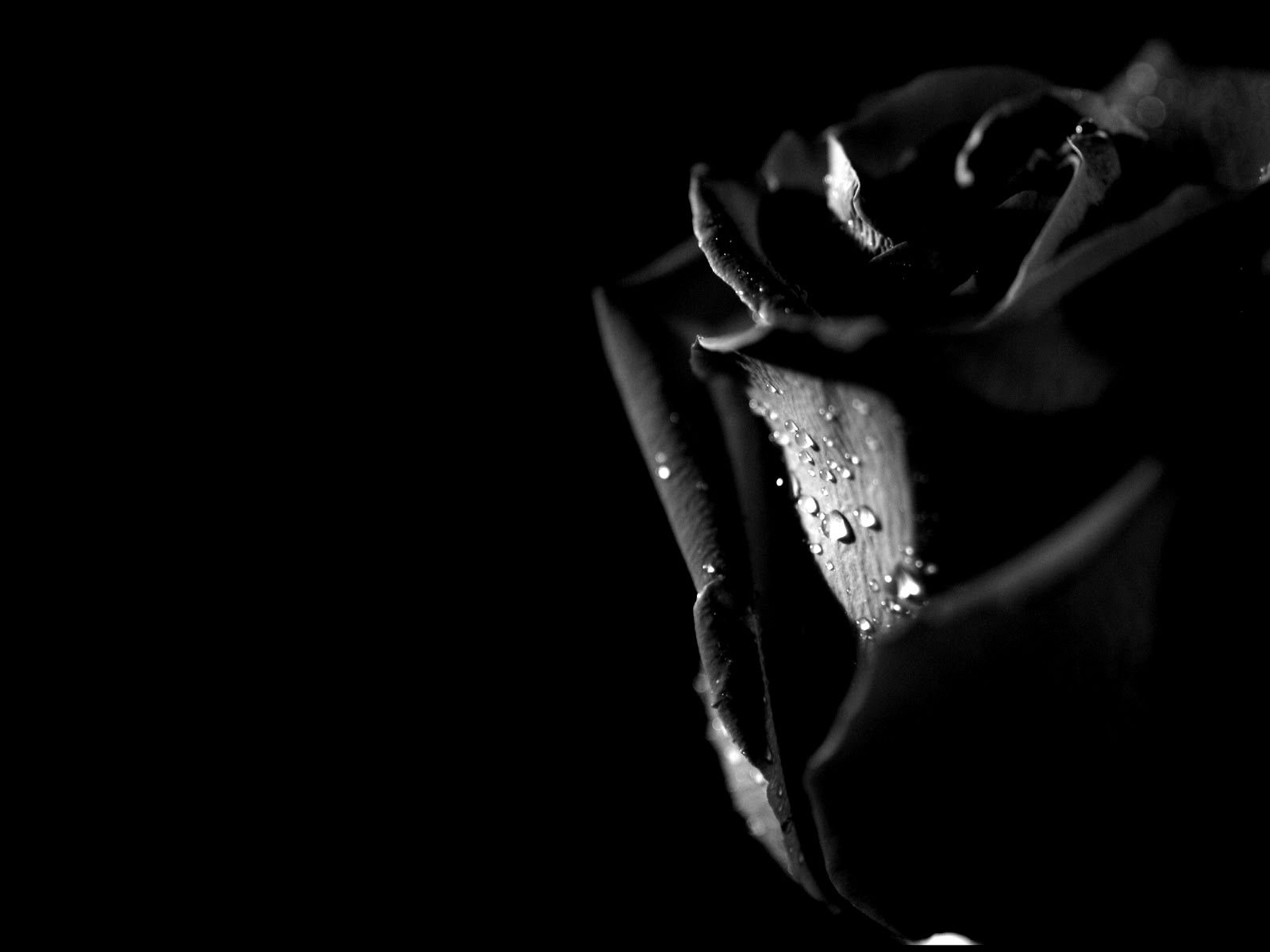 Beautiful Black Roses HD Wallpaper Flowers Pictures