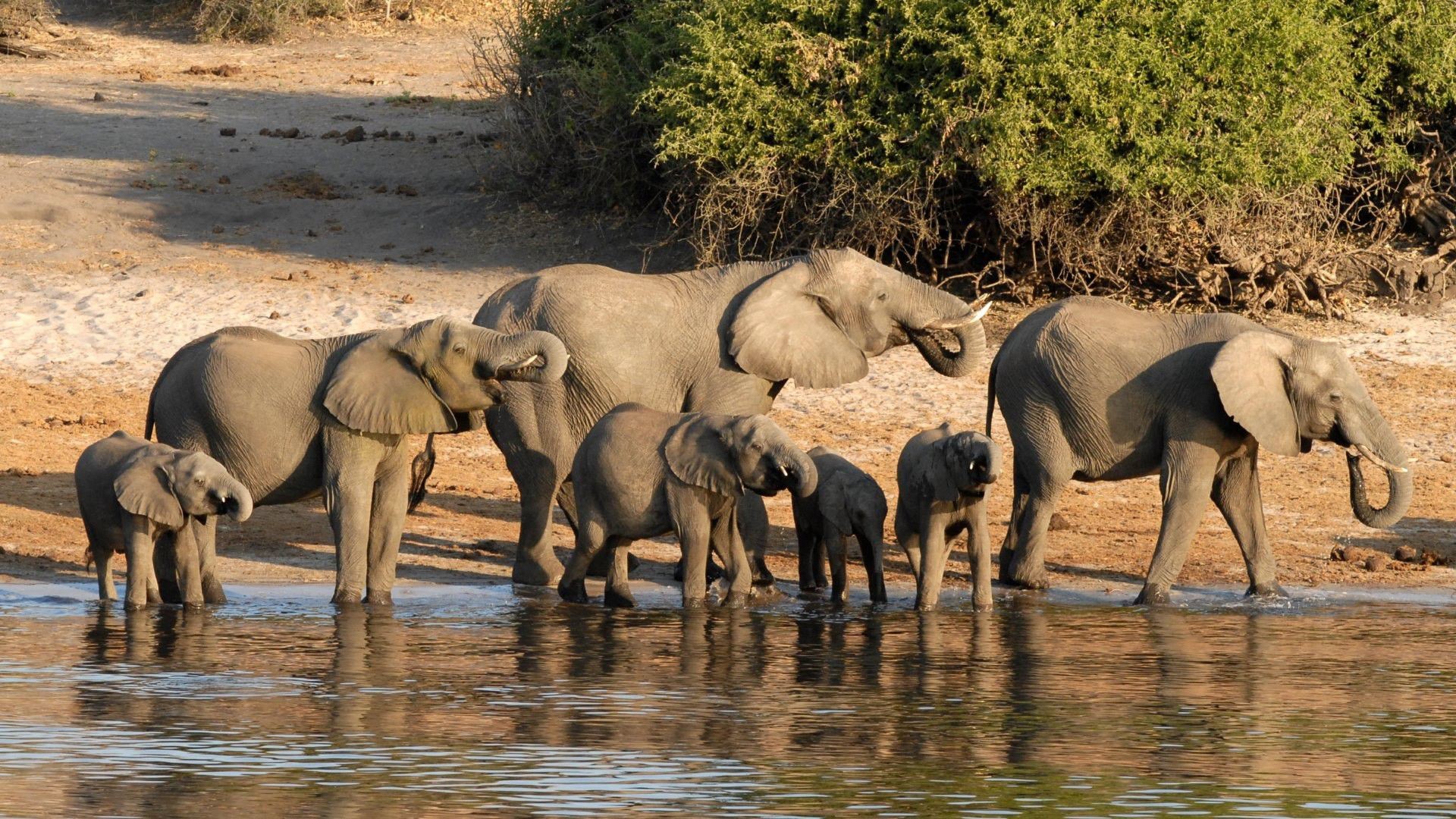 African Animals Wallpaper