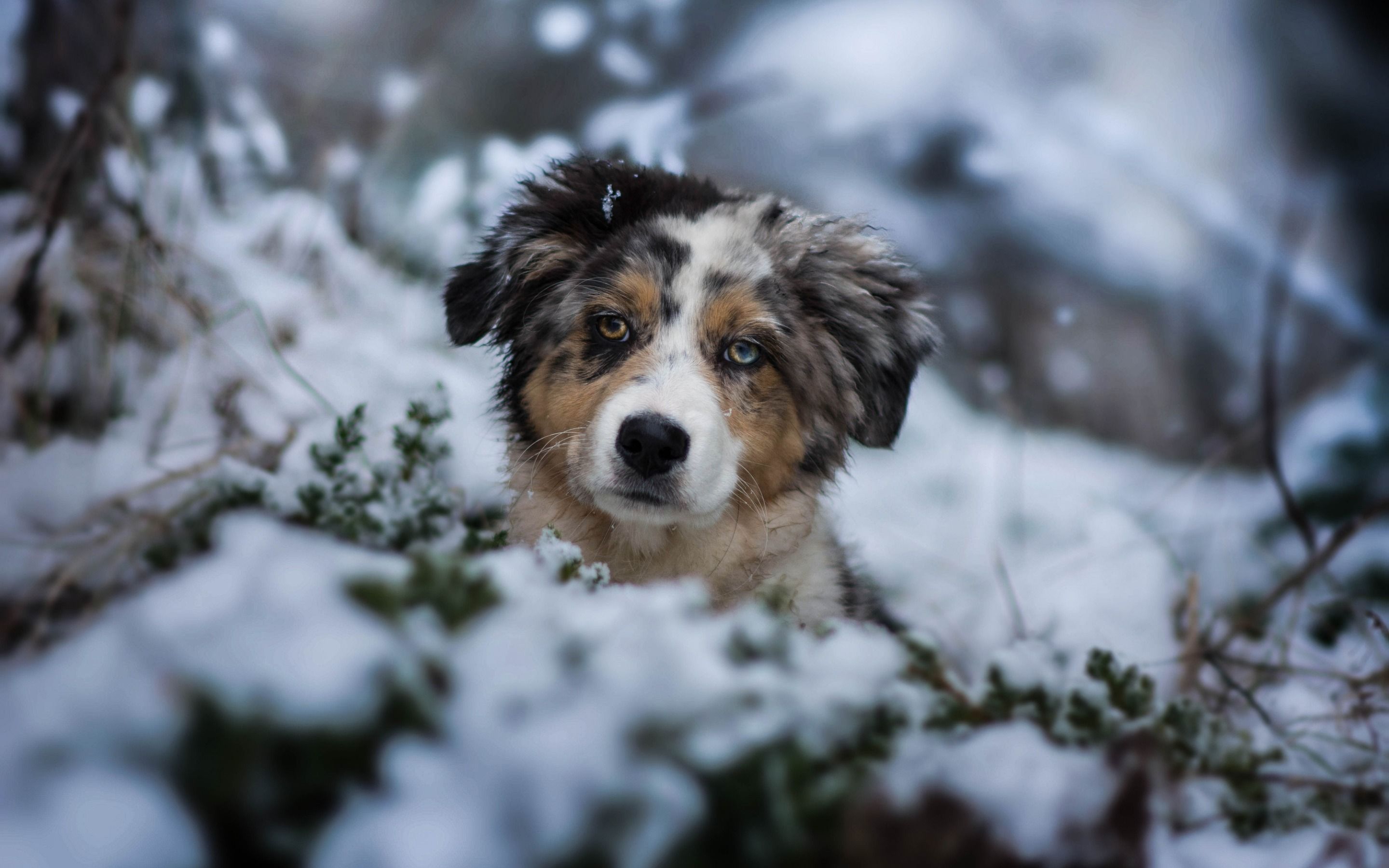 Cute Winter Puppy Wallpaper On