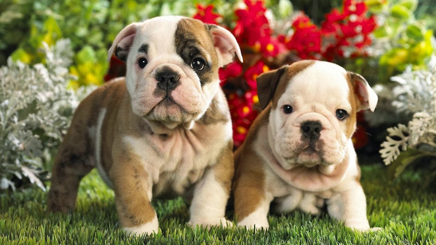 Cute Puppies With Flowers Wallpaper High Quality