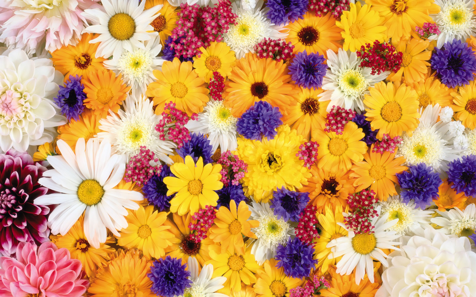 Nature Flower HD Wallpaper