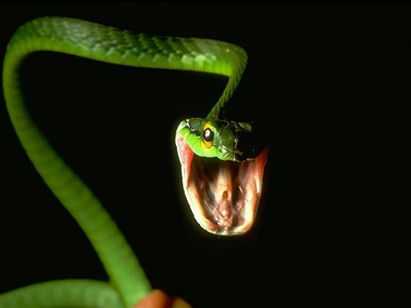 Angry Green Snake Wallpaper HD