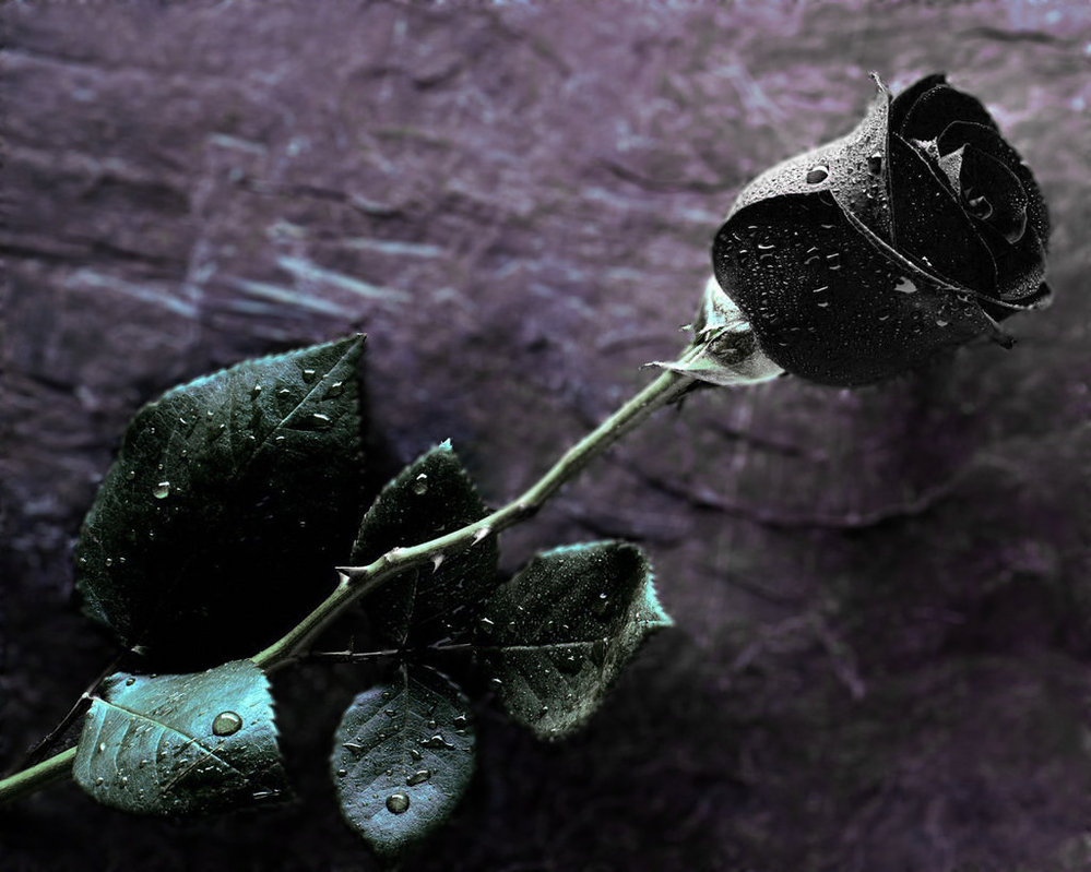 Wallpaper Black Roses HD Background Desktop