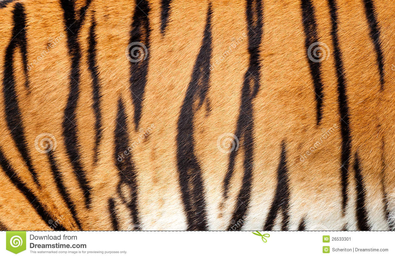 Beautiful Tiger Fur Texture Of Real Skin And Black Models