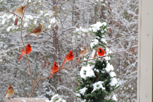 Another Exciting Day For Me Shooting The Cardinals In Snow