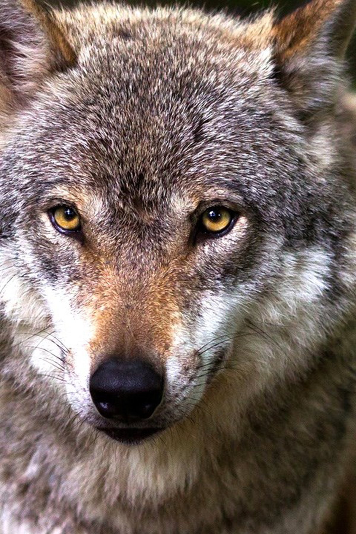 Oregon State Police Looking For Person Who Killed Protected Wolf