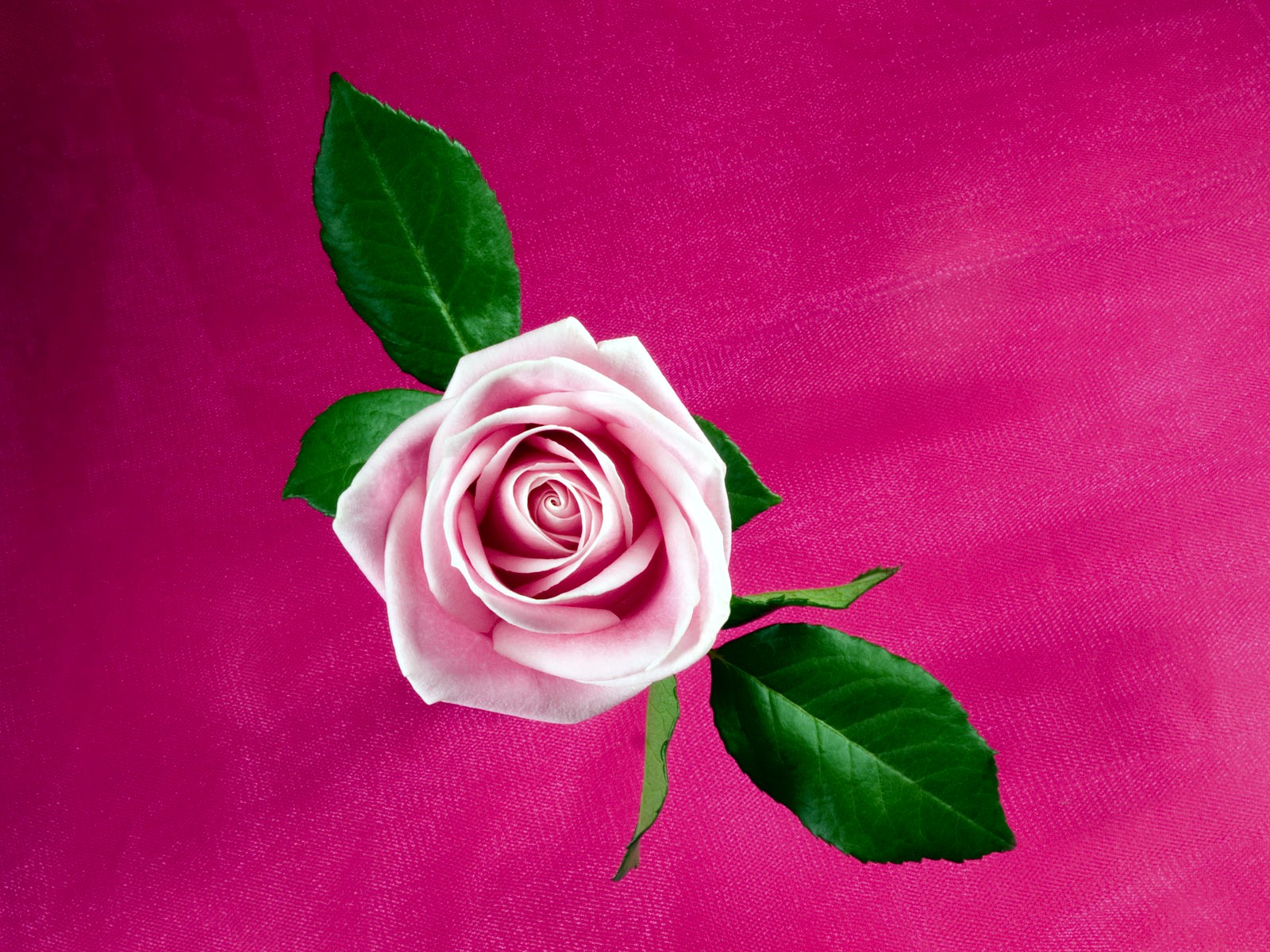 Cool Pink Rose Wallpaper HD