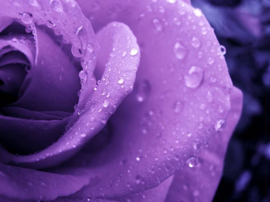 Purple Rose Wallpaper
