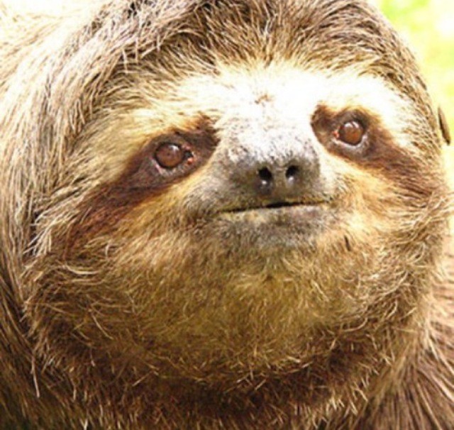 Sloth With Glasses I Want A Pet