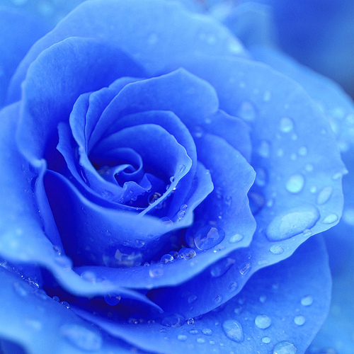 Blue Rose Wallpaper Pictures Of Roses