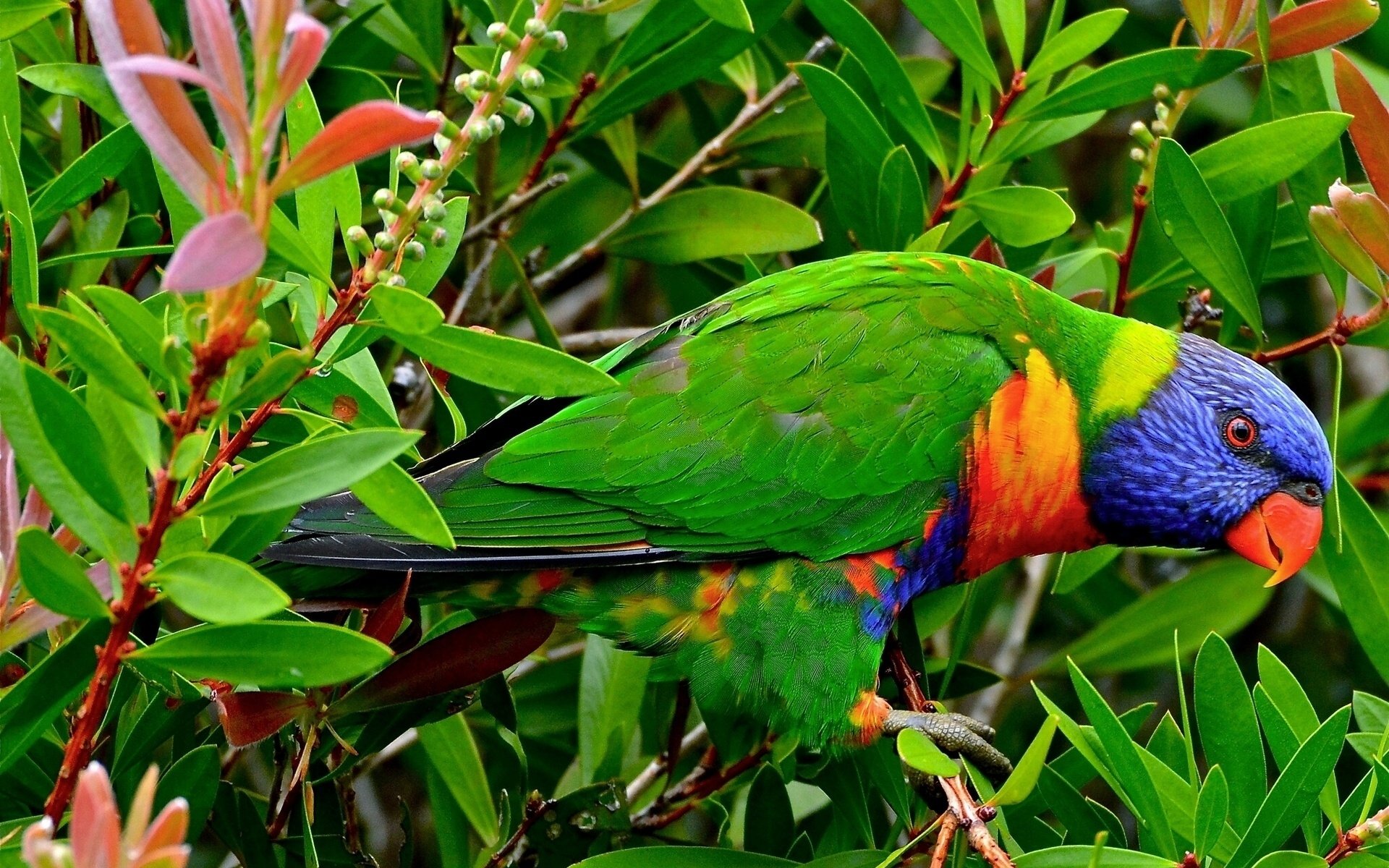 Rainbow Lorikeet HD Wallpaper Background Image