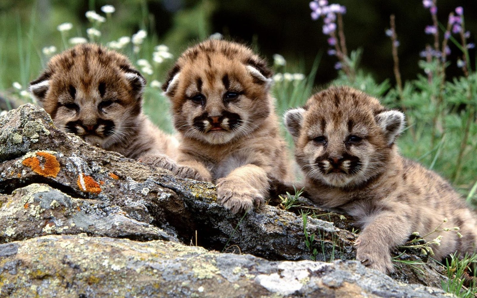 Wattafukk Three Cute Tiger Cubs