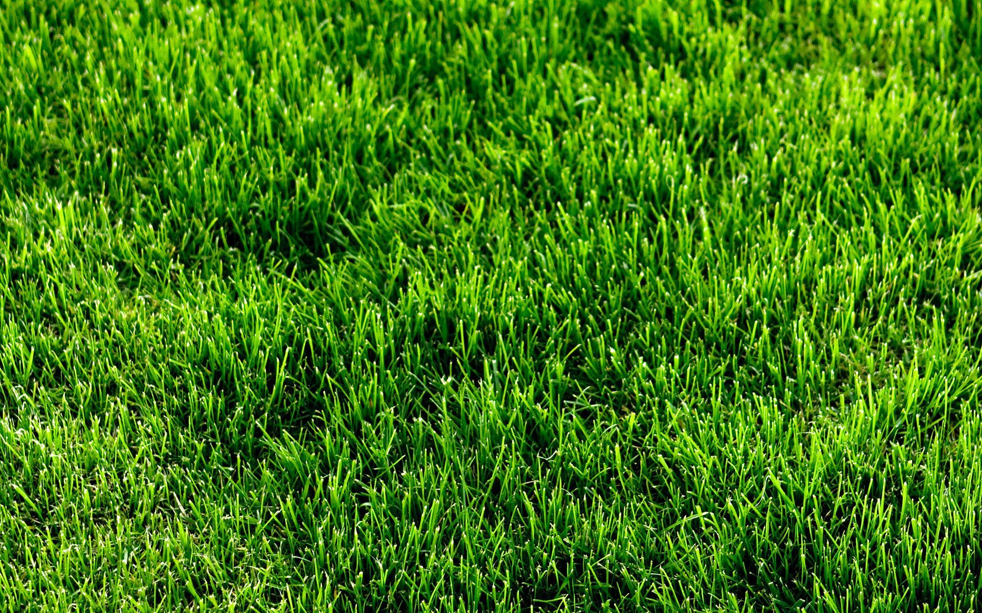 Grass HD Wallpaper Background Image Id