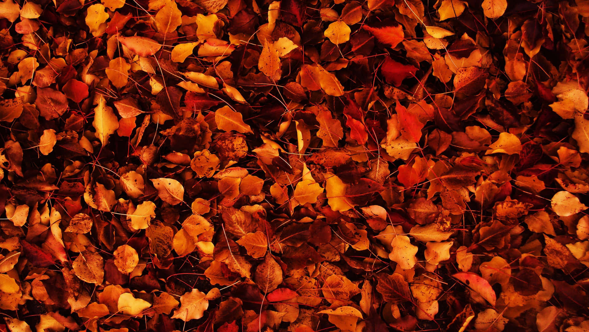 Fall Wallpaper