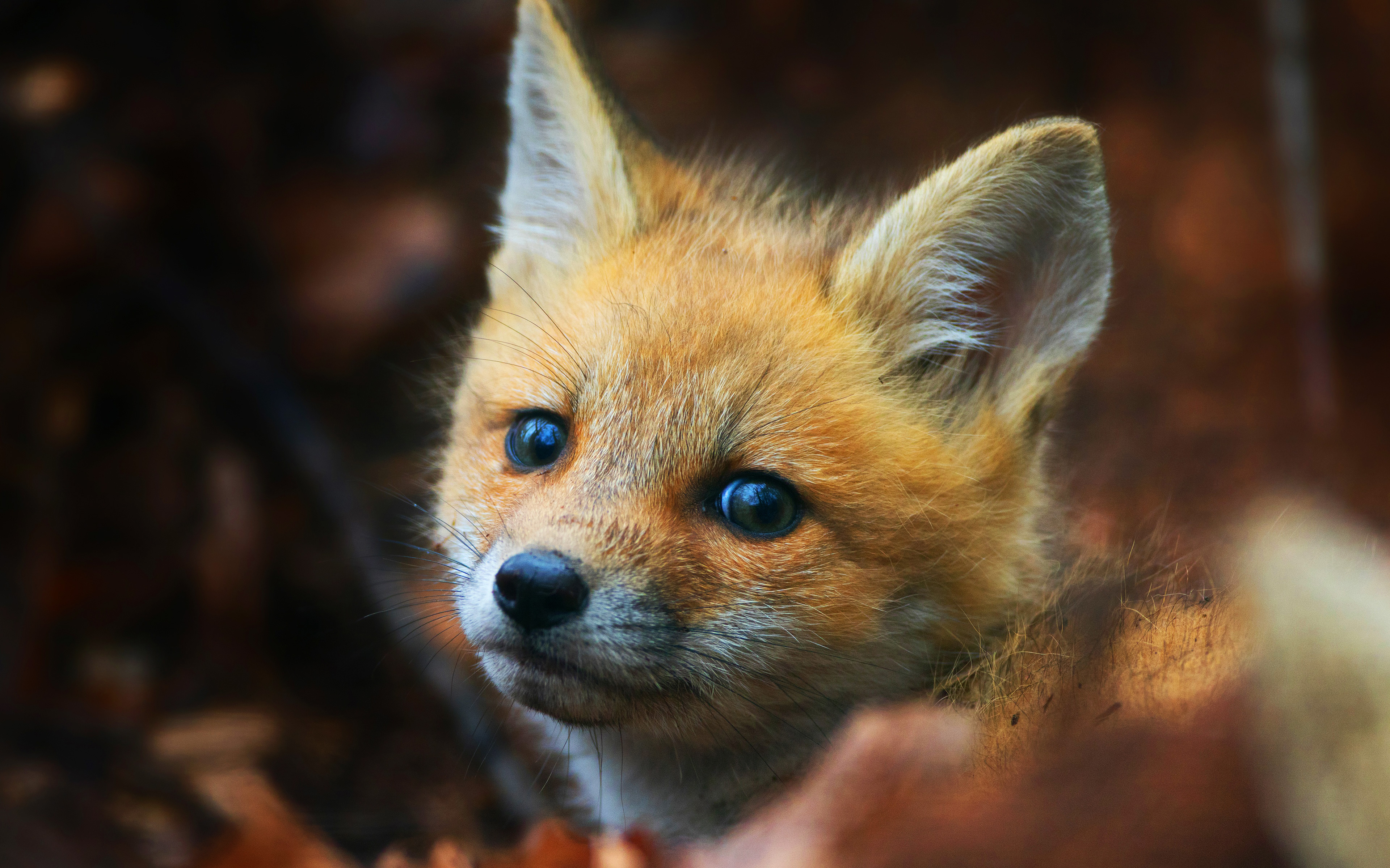 Cute Fox Cub HD Animals 4k Wallpaper Image Photos