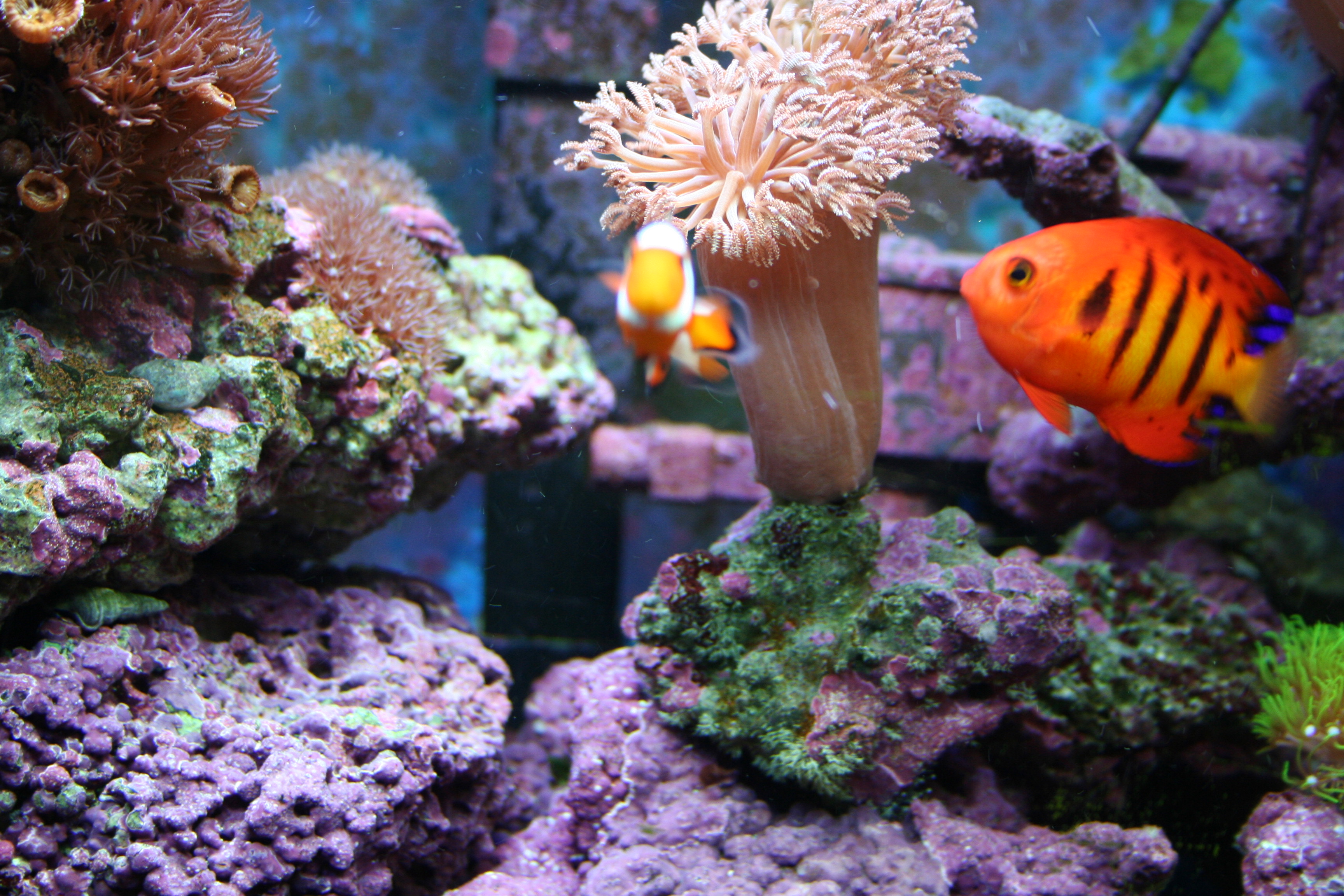 Saltwater Fish Wallpaper For Pc Pictures Of