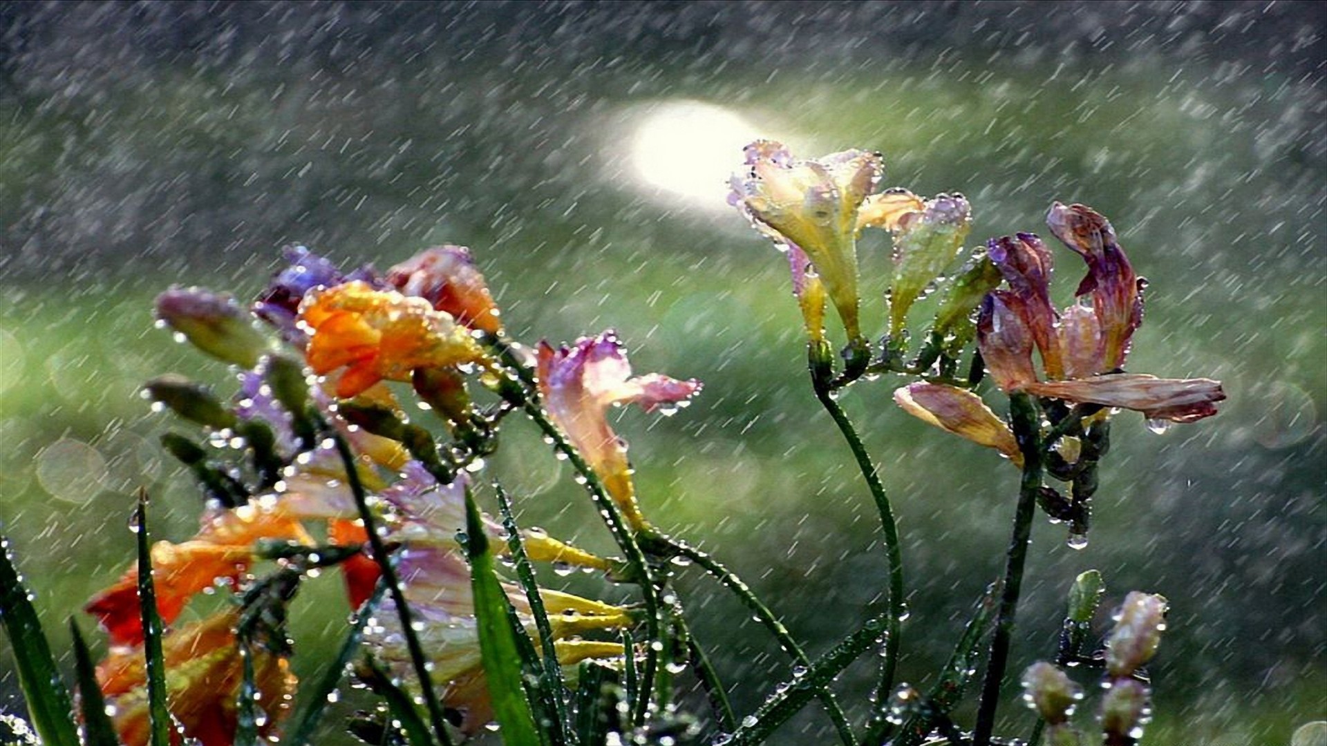 Beautiful Rain Wallpaper